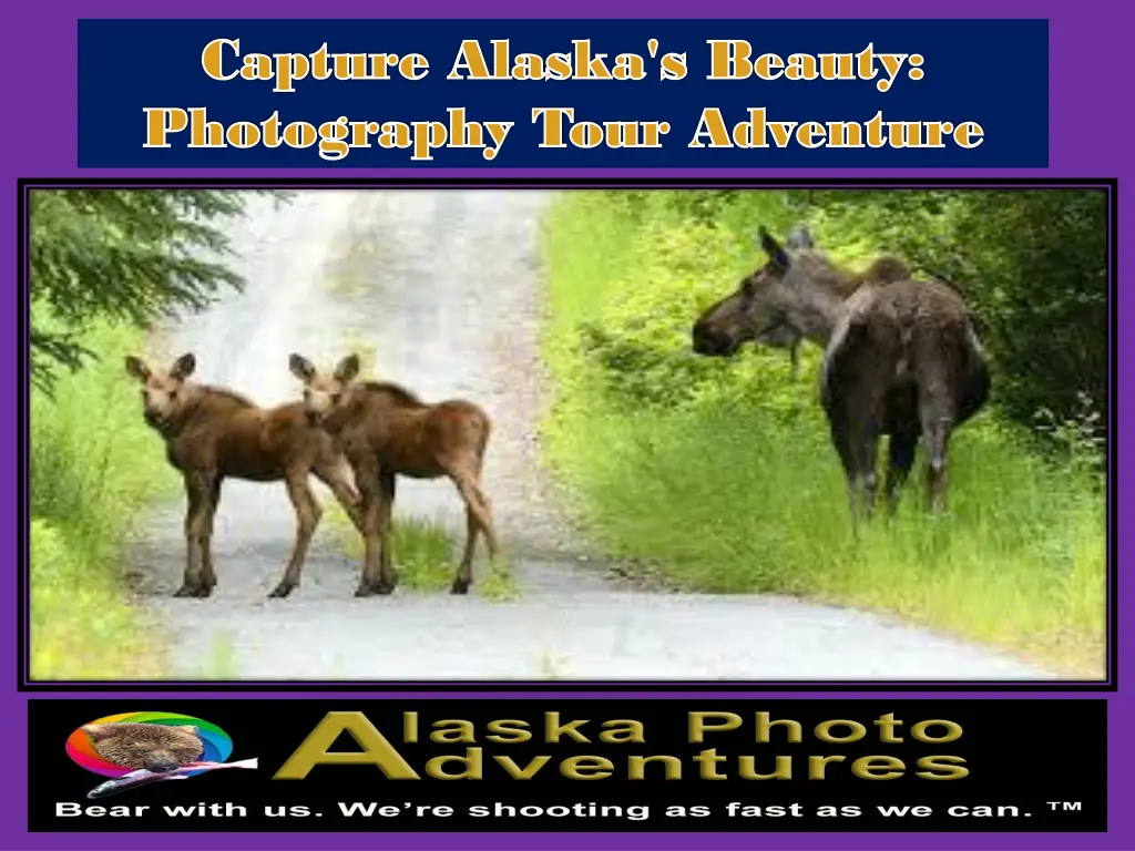 capture capture alaska s beauty alaska s beauty 1