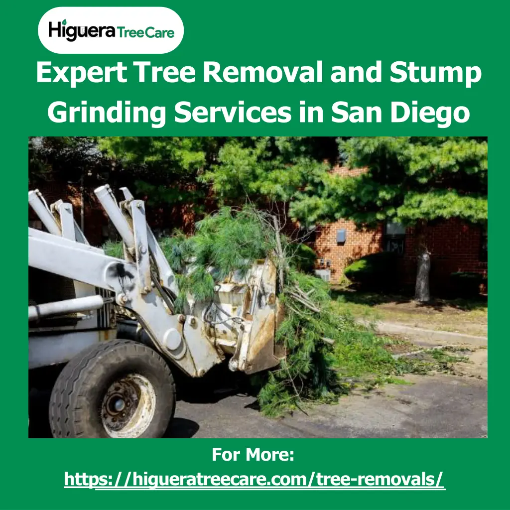 expert tree removal and stump grinding services