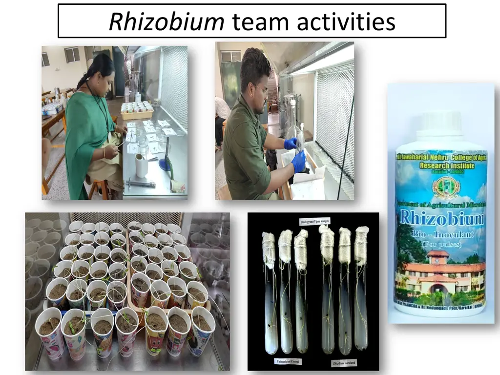 rhizobium team activities