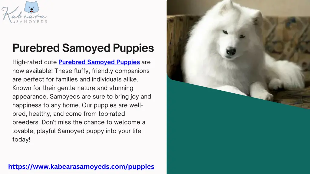 https www kabearasamoyeds com puppies