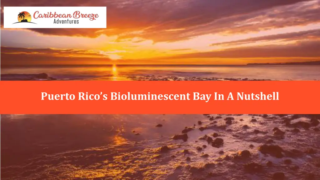 puerto rico s bioluminescent bay in a nutshell