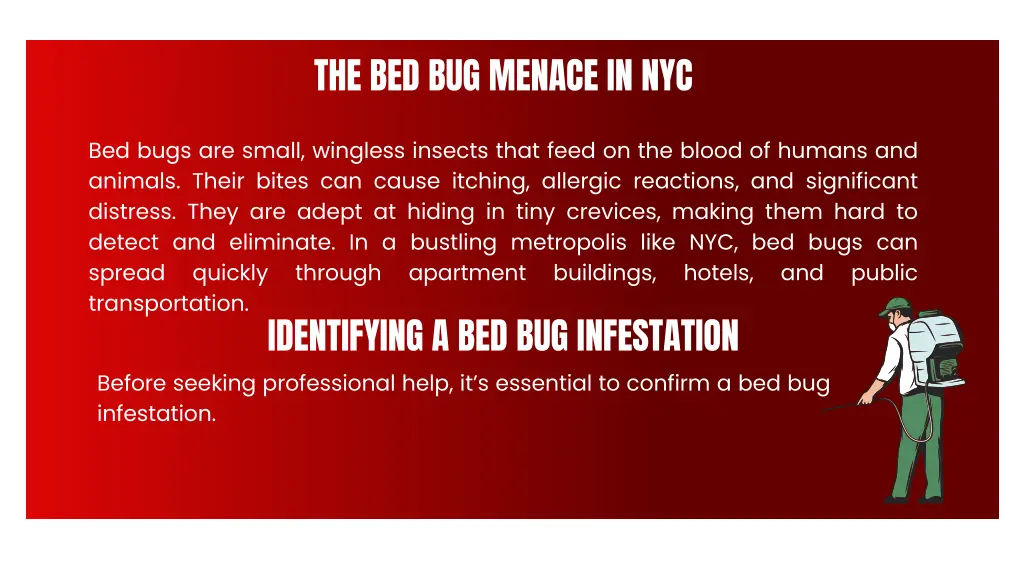 the bed bug menace in nyc