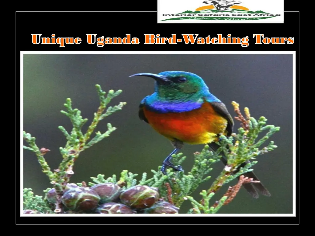 unique uganda bird unique uganda bird watching 1