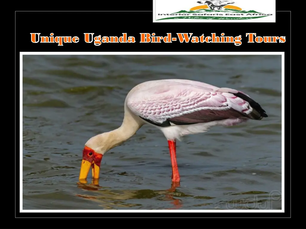 unique uganda bird unique uganda bird watching 2