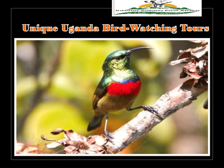 unique uganda bird unique uganda bird watching