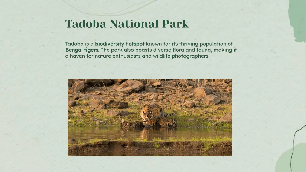 tadoba national park