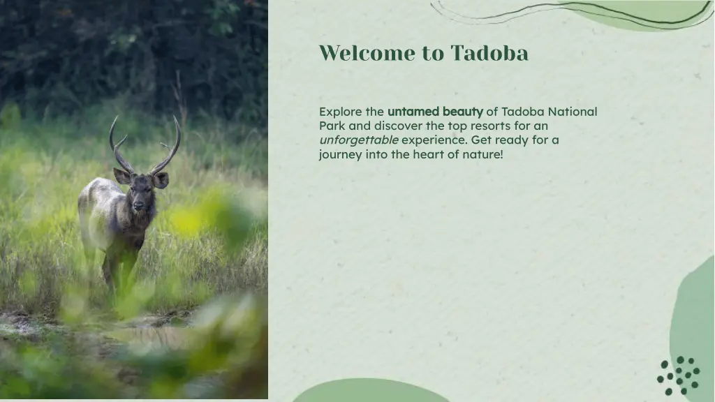 welcome to tadoba