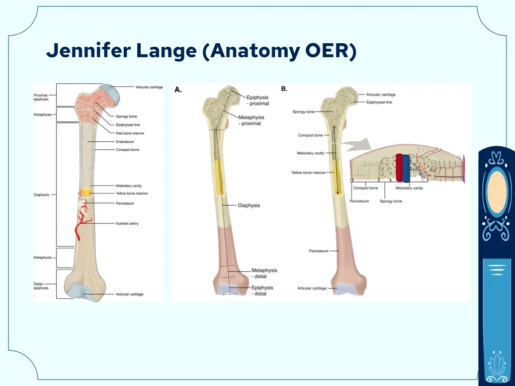 jennifer lange anatomy oer 1