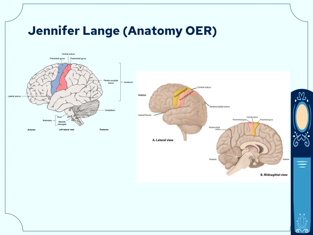 jennifer lange anatomy oer 2