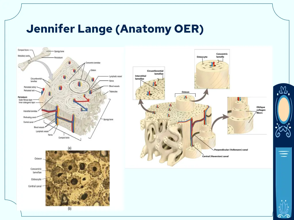 jennifer lange anatomy oer 3