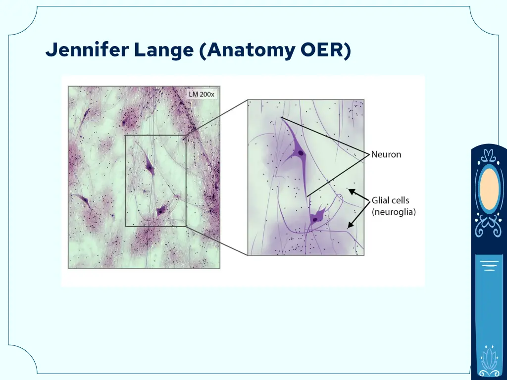 jennifer lange anatomy oer 4