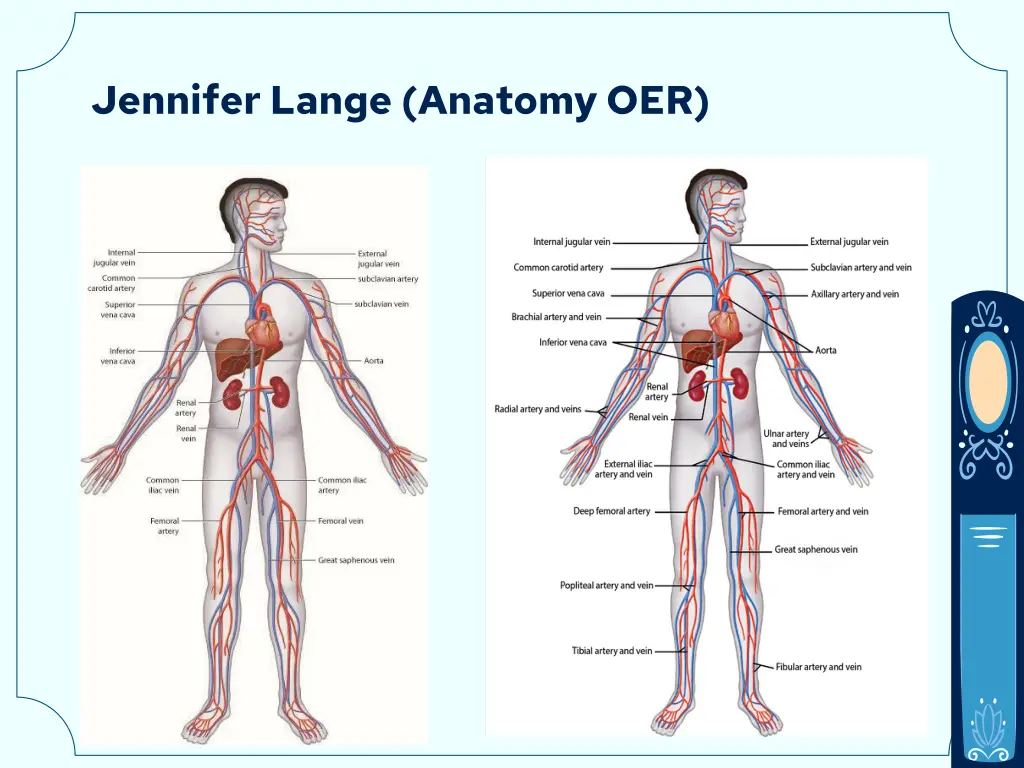 jennifer lange anatomy oer 5