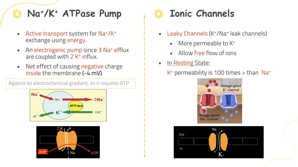 na k atpase pump