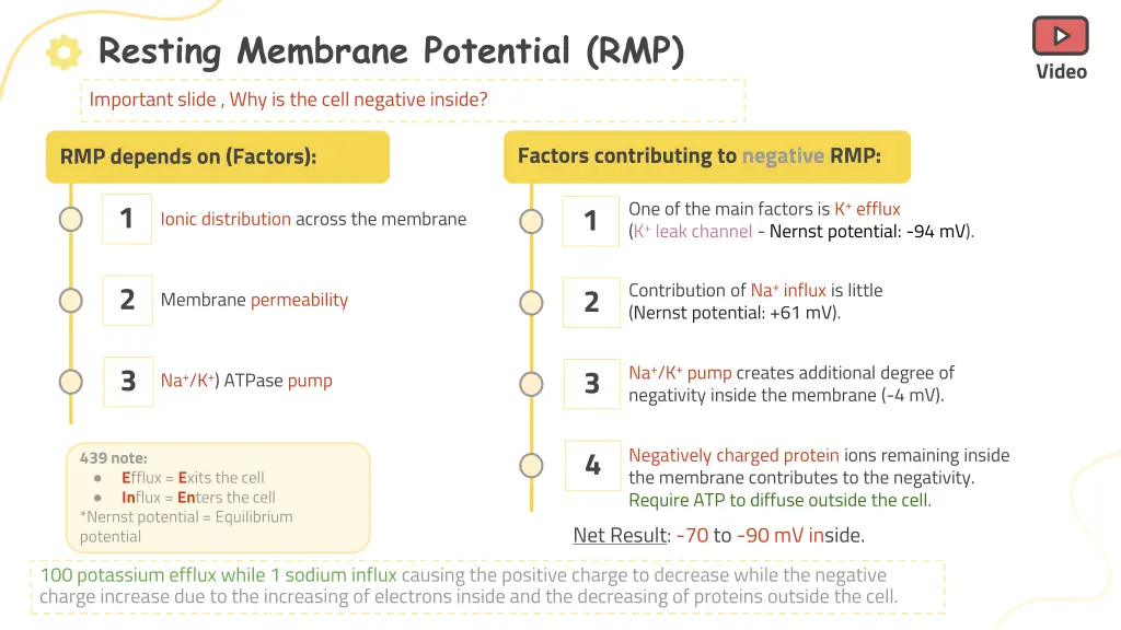 resting membrane potential rmp