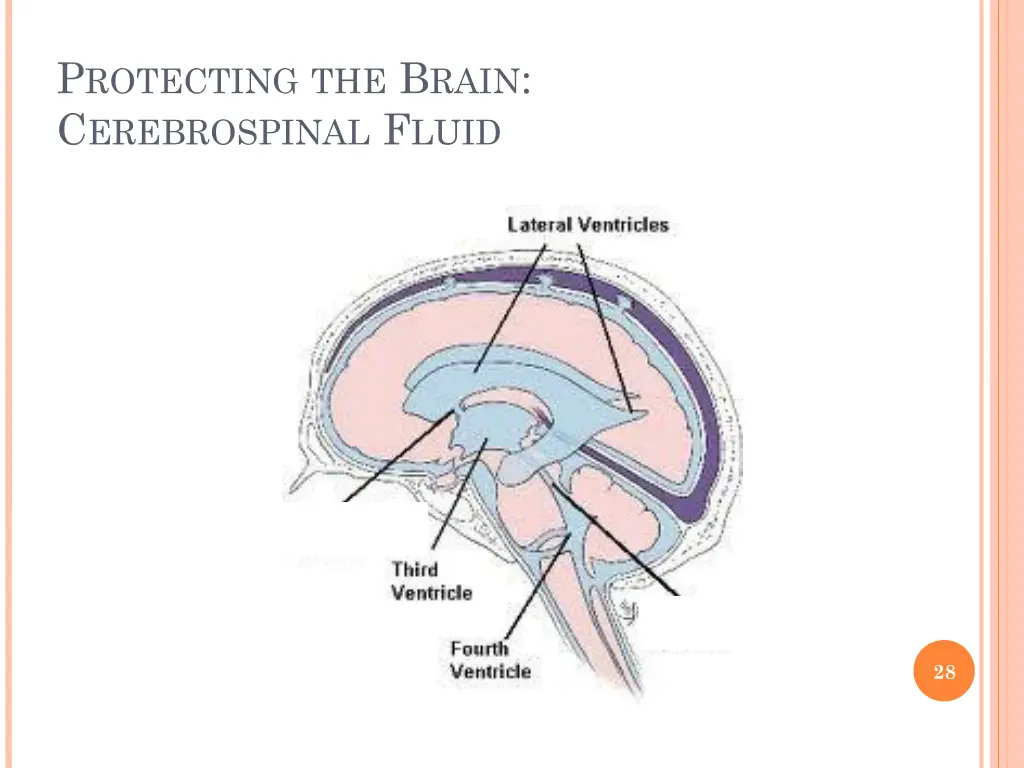 p rotecting the b rain c erebrospinal f luid