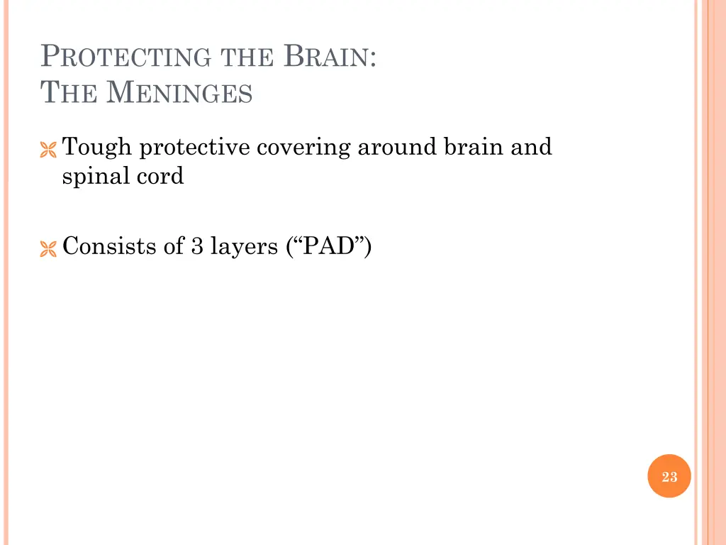 p rotecting the b rain t he m eninges