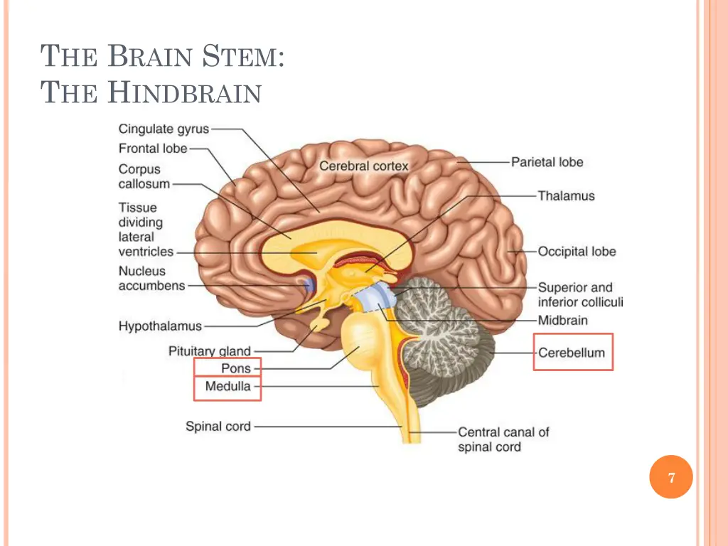 t he b rain s tem t he h indbrain 1