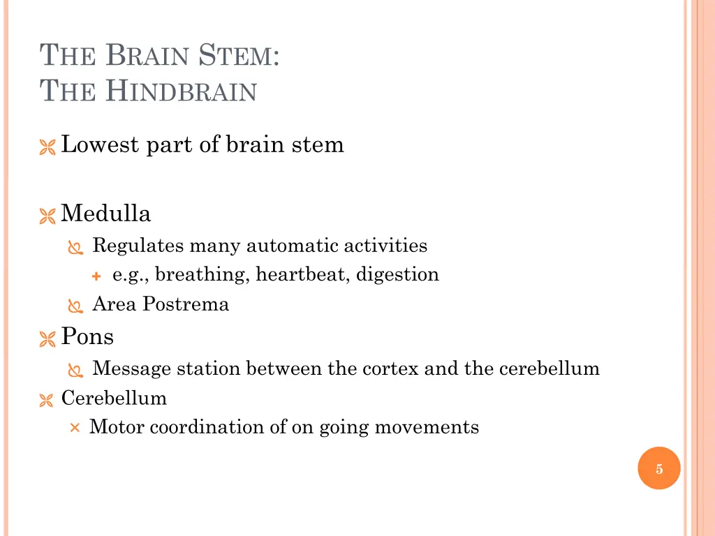 t he b rain s tem t he h indbrain