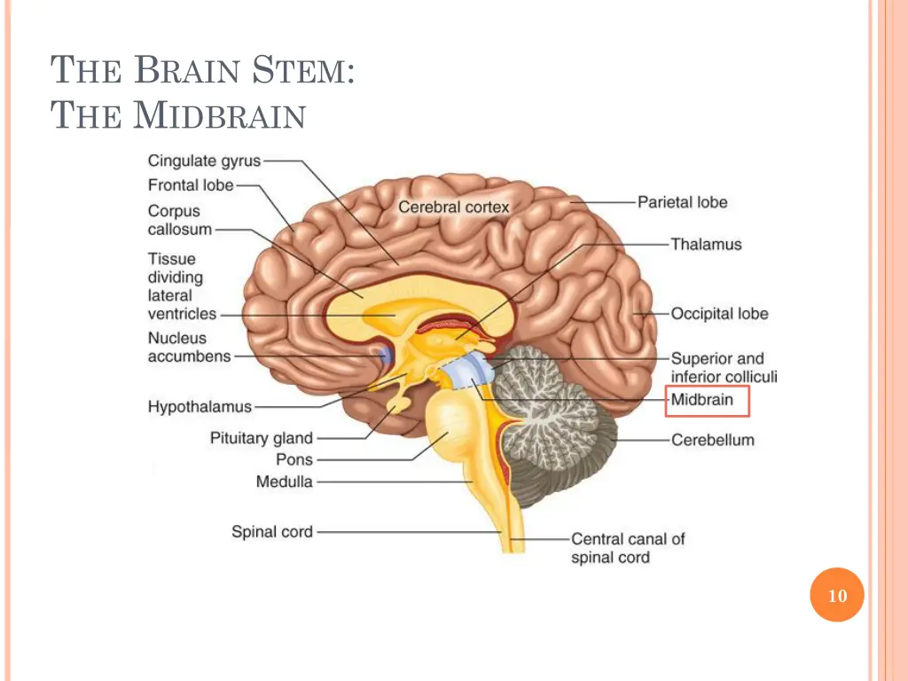 t he b rain s tem t he m idbrain 1