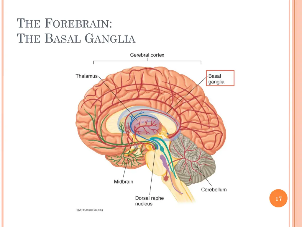 t he f orebrain t he b asal g anglia 1