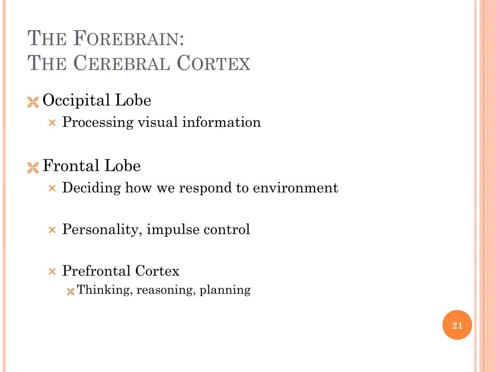 t he f orebrain t he c erebral c ortex 3