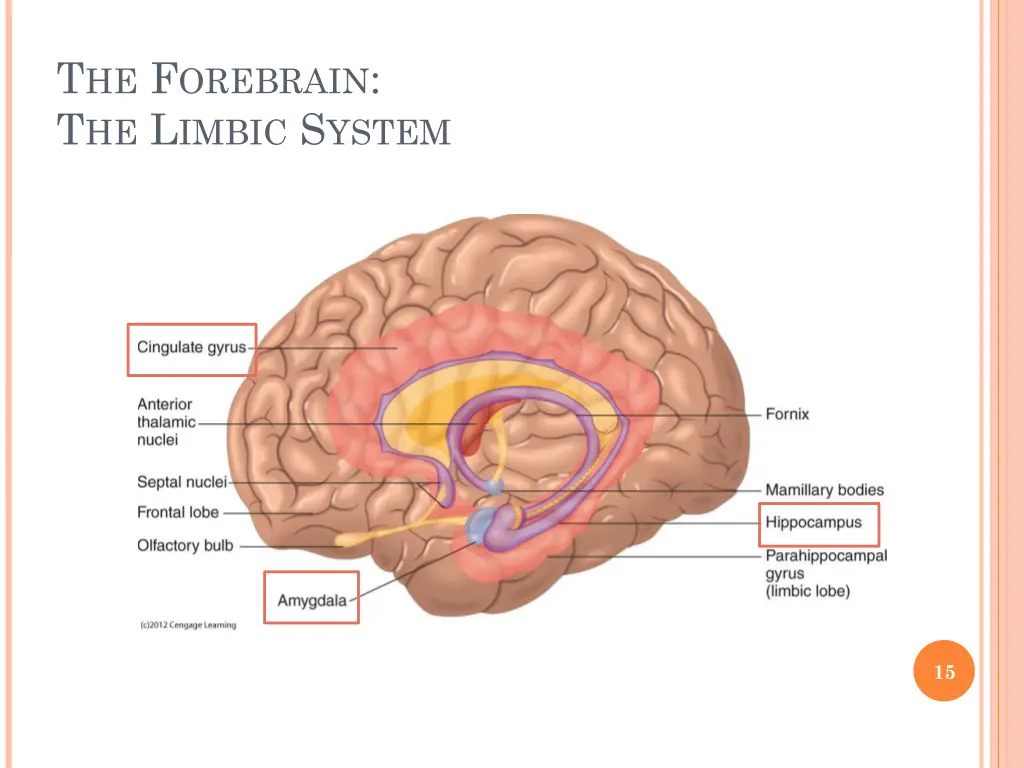 t he f orebrain t he l imbic s ystem 1