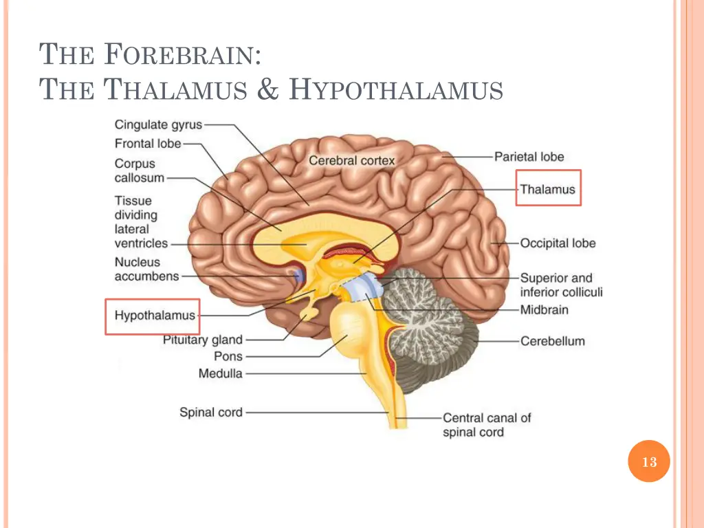 t he f orebrain t he t halamus h ypothalamus 1