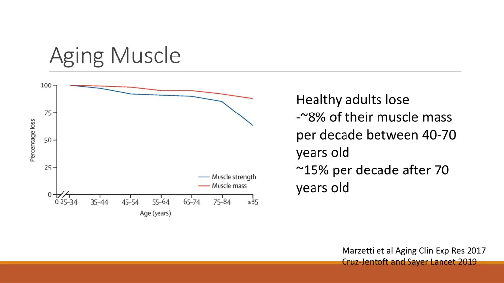 aging muscle