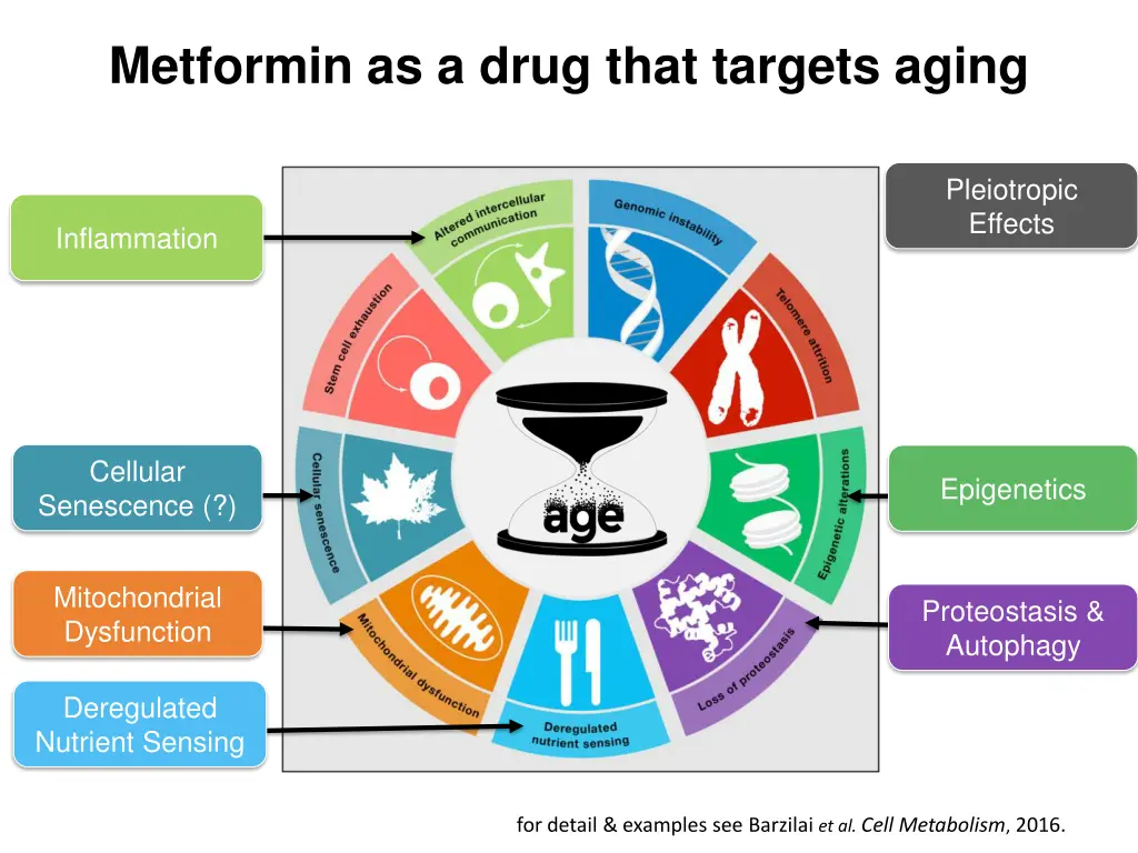 metformin as a drug that targets aging