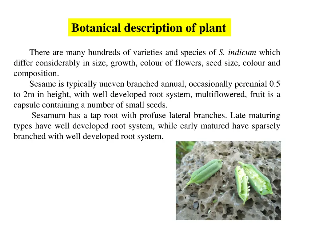 botanical description of plant