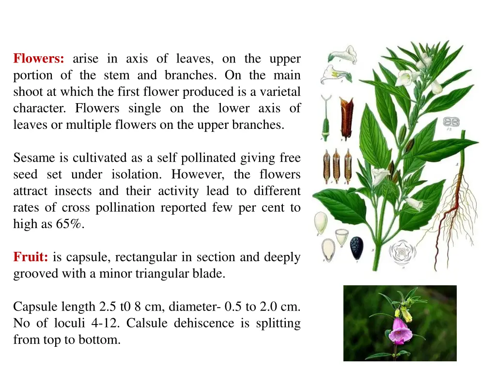 flowers arise in axis of leaves on the upper