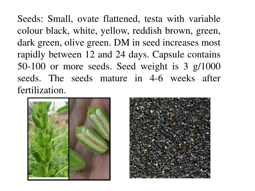 seeds small ovate flattened testa with variable