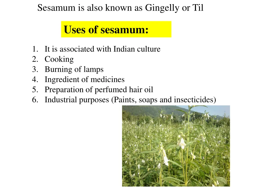 sesamum is also known as gingelly or til