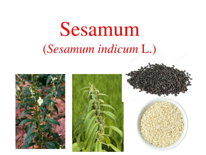 sesamum sesamum indicum l