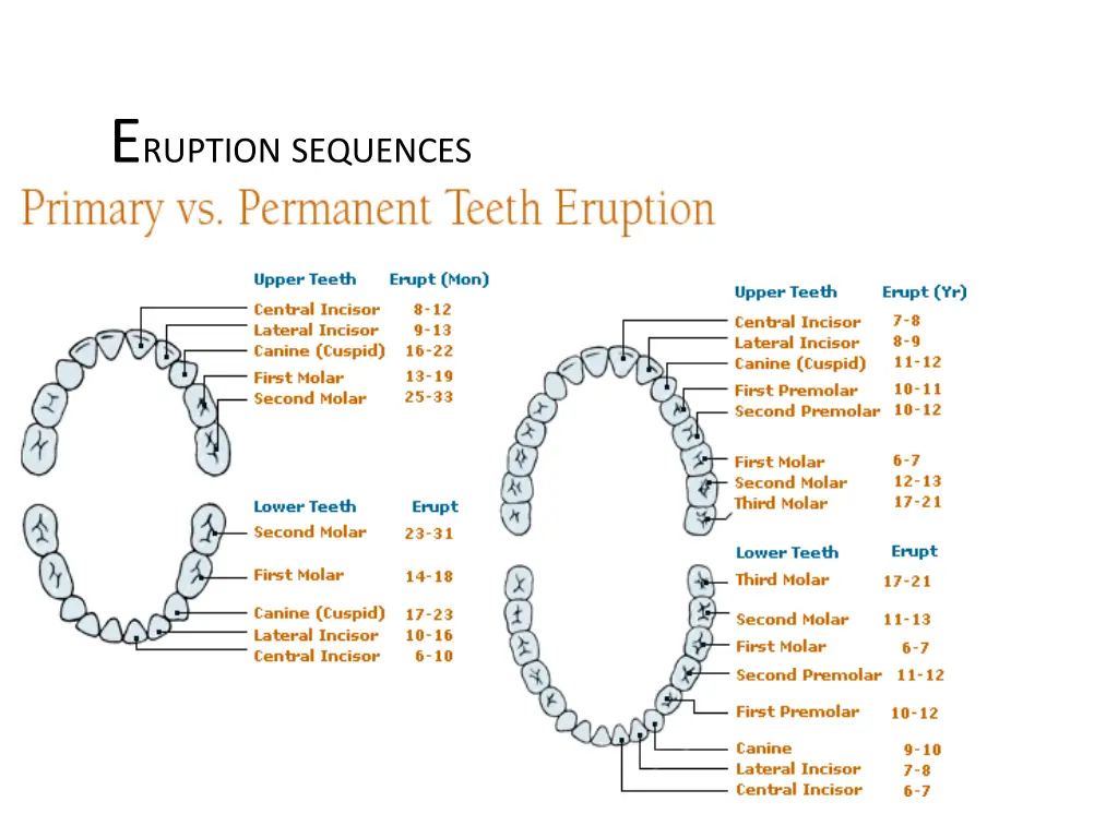 e ruption sequences