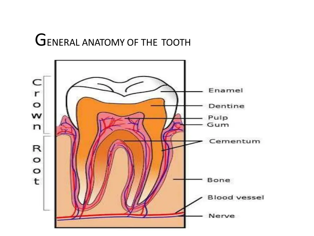 g eneral anatomy of the tooth
