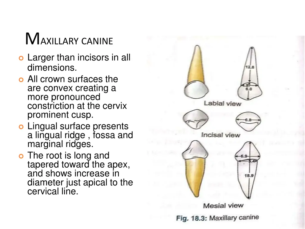 m axillary canine larger than incisors