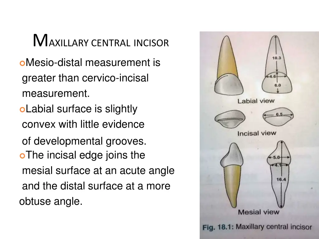 m axillary central incisor