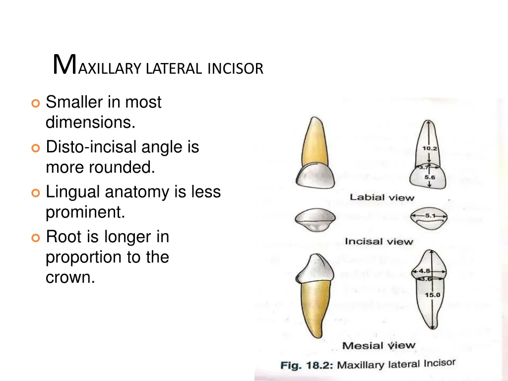 m axillary lateral incisor