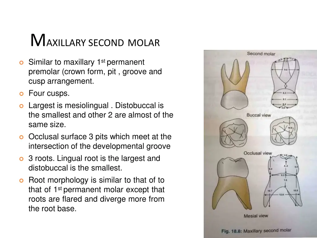 m axillary second molar