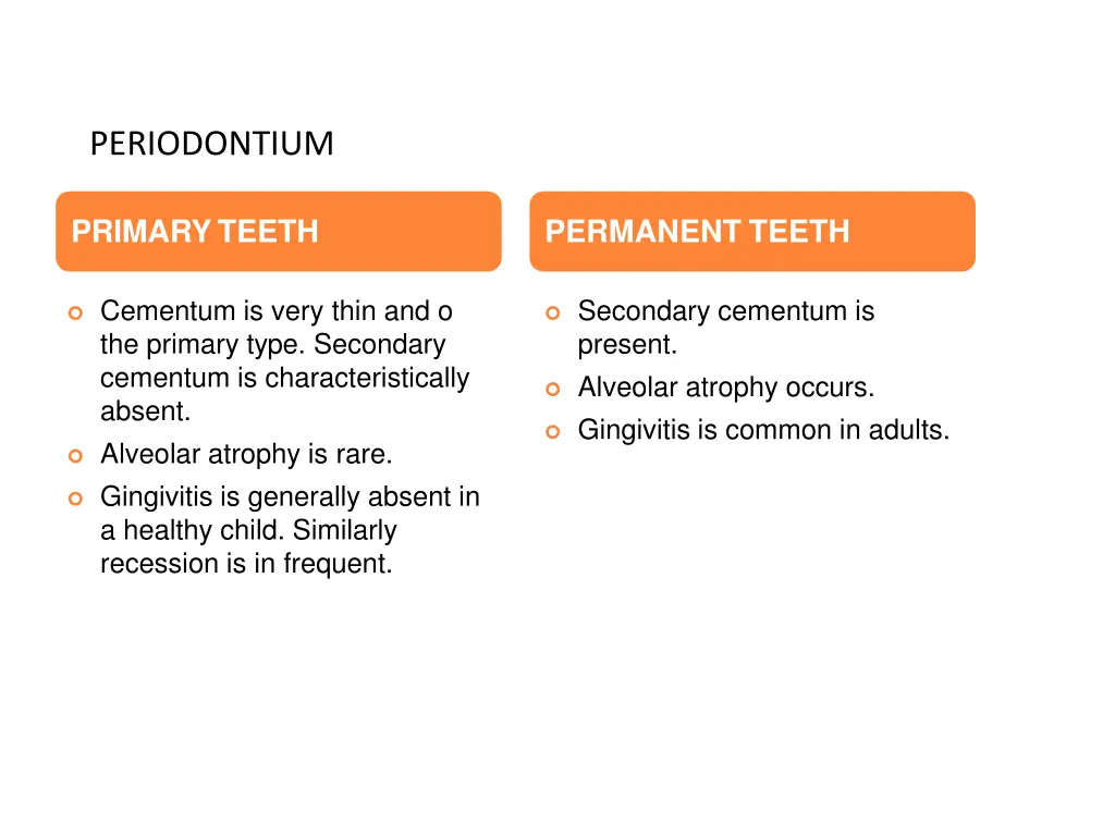 periodontium