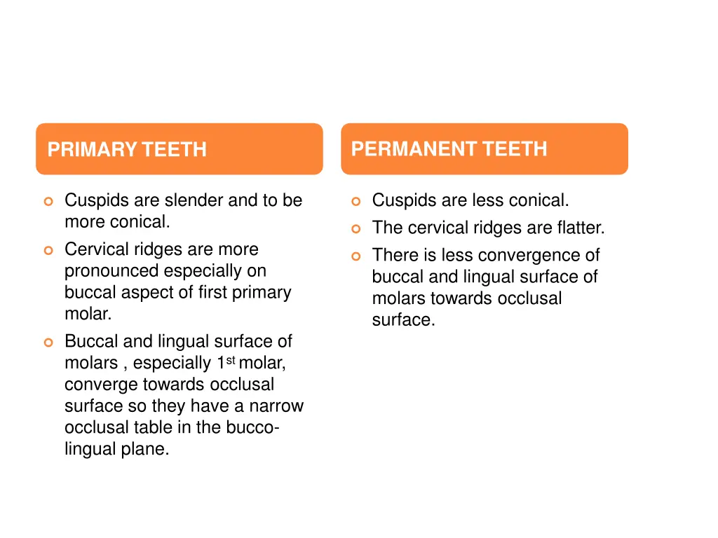 permanent teeth