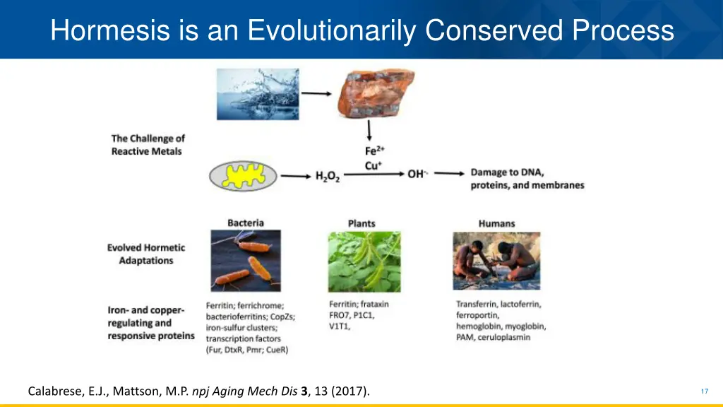 hormesis is an evolutionarily conserved process