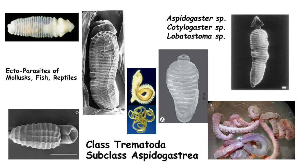 aspidogaster sp cotylogaster sp lobatostoma sp