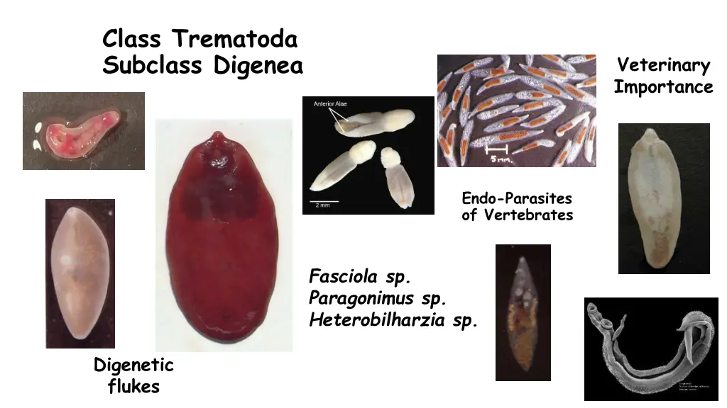 class trematoda subclass digenea