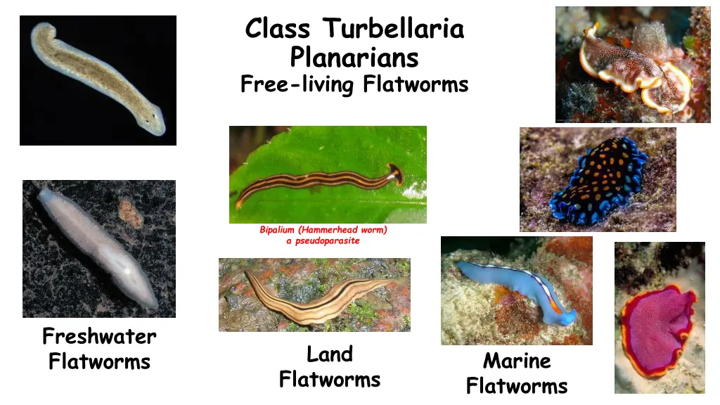 class turbellaria planarians free living flatworms