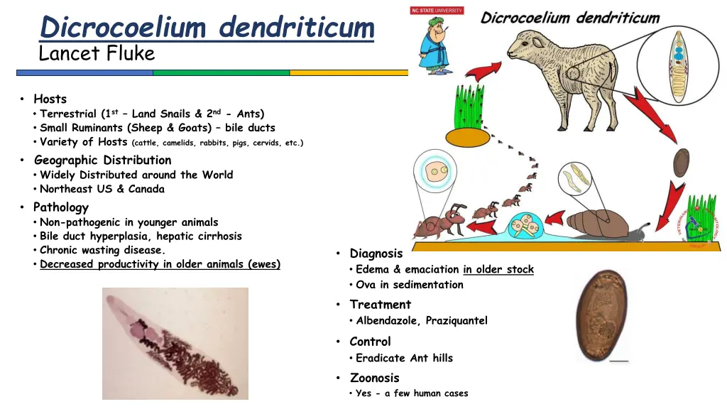 dicrocoelium dendriticum lancet fluke