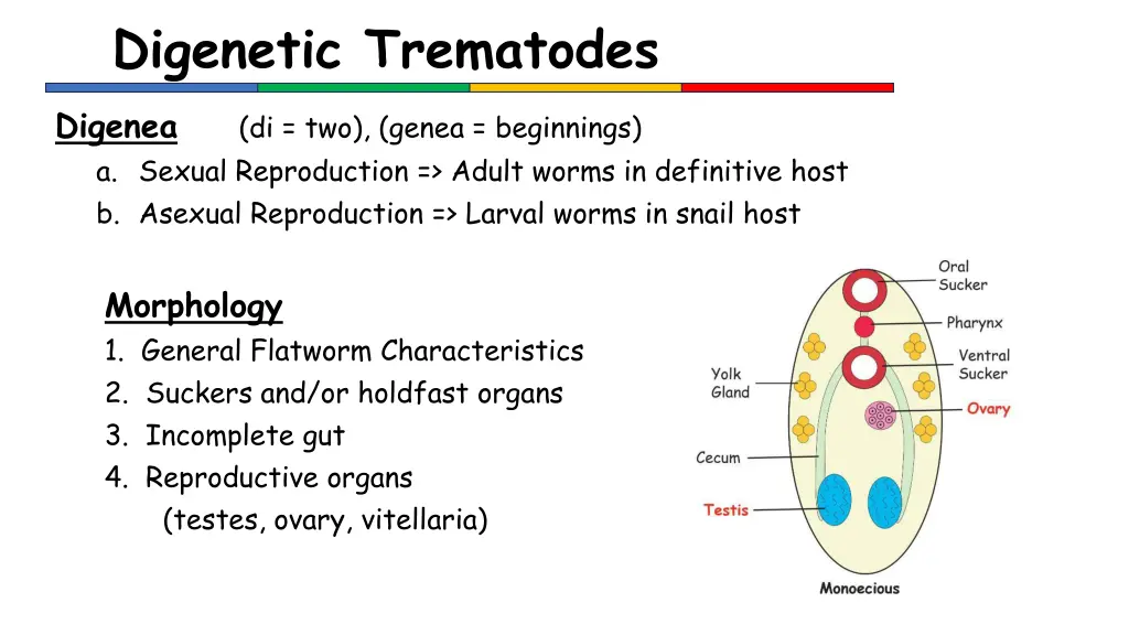 digenetic trematodes 1