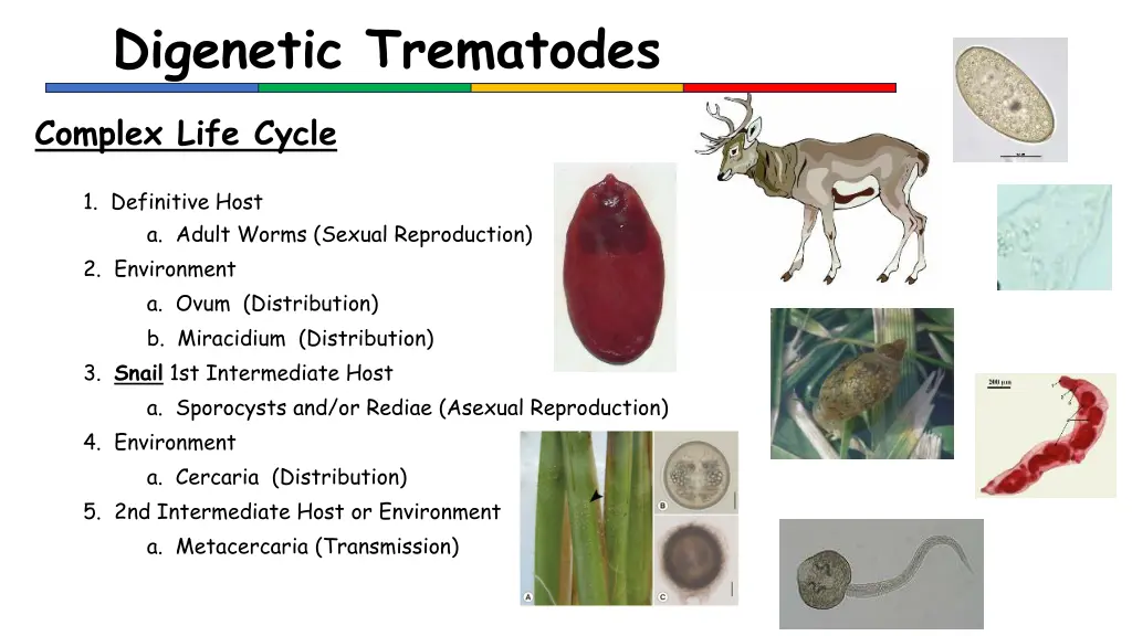 digenetic trematodes 2