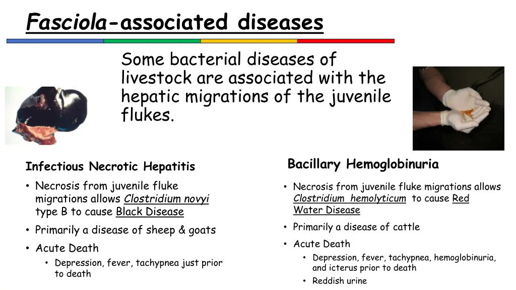 fasciola associated diseases